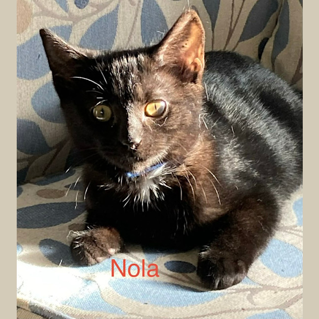 Photo of Nola