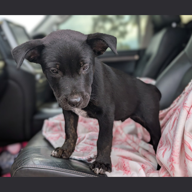 Photo of Nugget