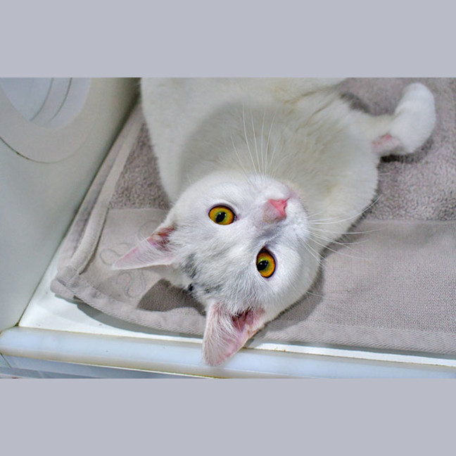 Photo of Corporal Cashew