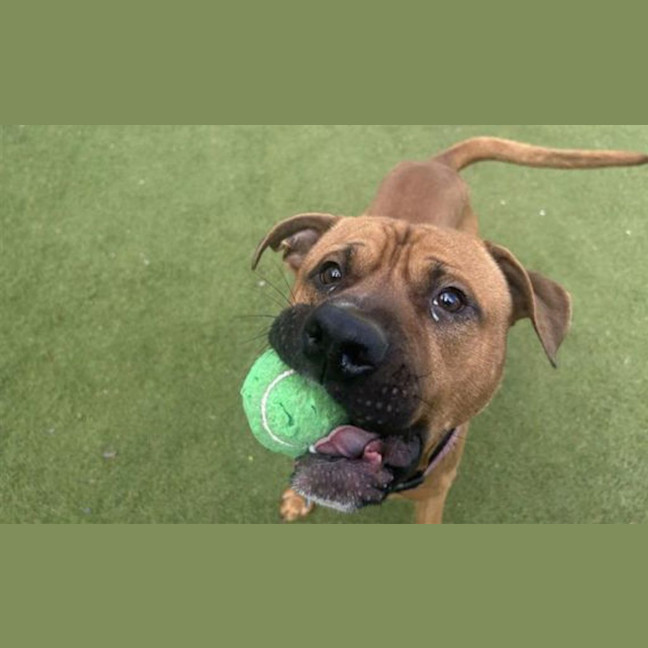 Photo of Chops