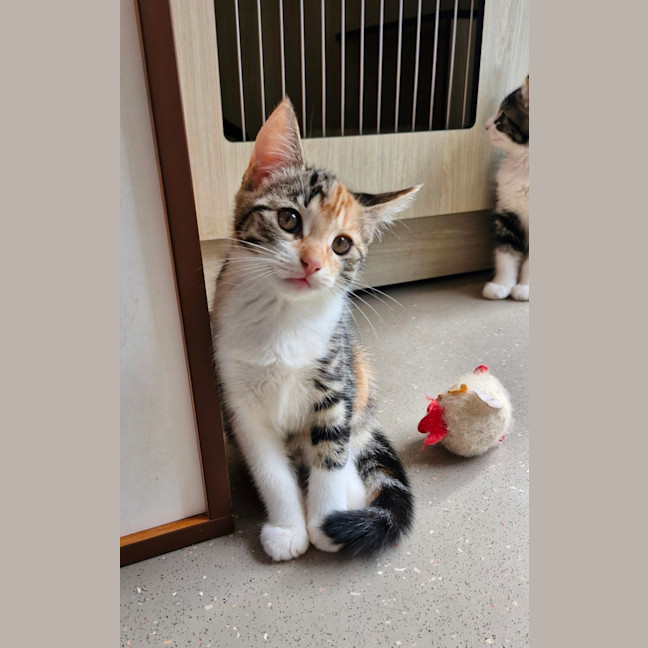 Photo of C1409 Kyrah