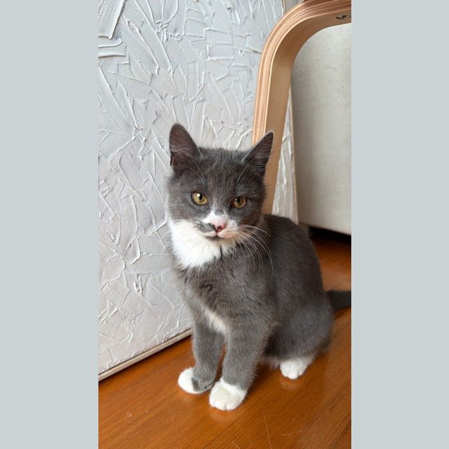 Photo of Nova