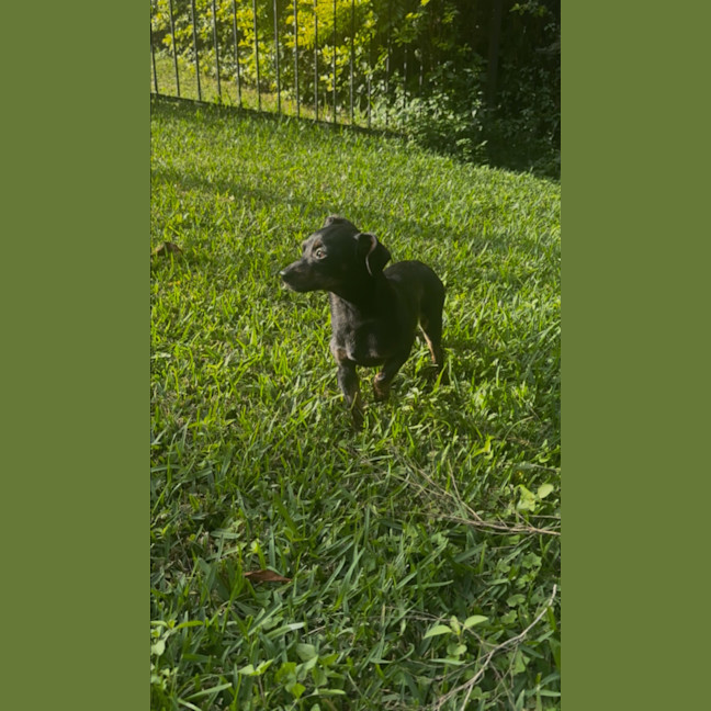 Photo of Louie