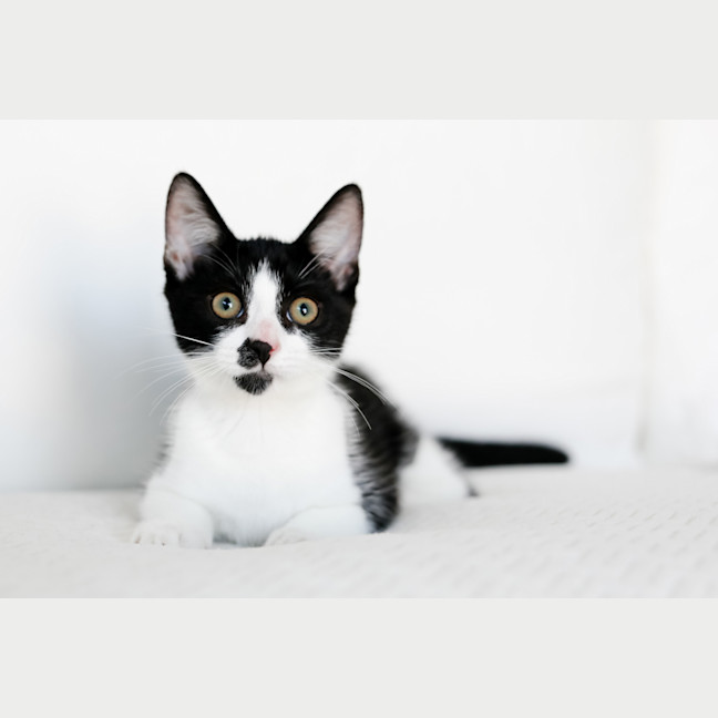 Photo of Archie