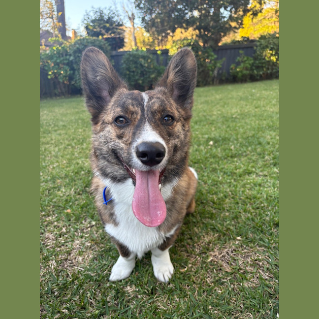 Photo of Rocky   1 Year Old Cardigan Corgi