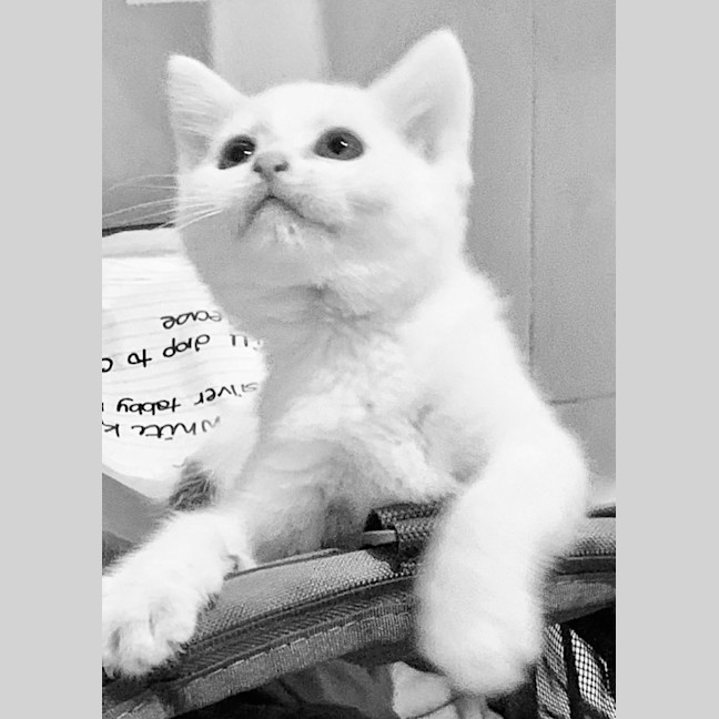 Photo of Brindabella