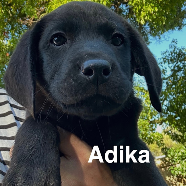 Photo of Thanatos Litter