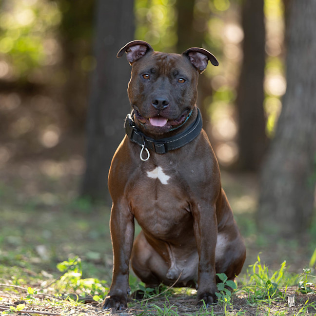 Photo of Opi