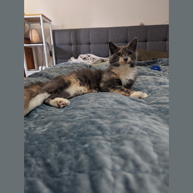 Photo of Muppet