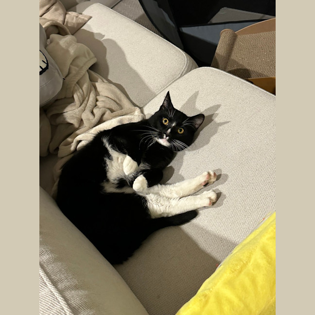 Photo of Ollie