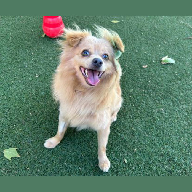 Photo of Cookie