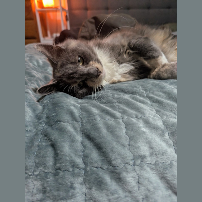 Photo of Muppet