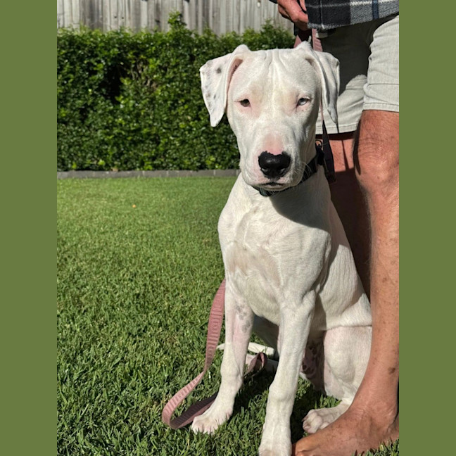 Photo of Mack *$350 Adoption Fee*
