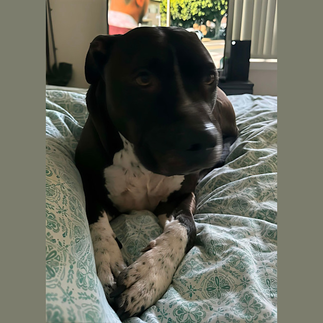 Photo of Charlie   6 Year Old Staffy X Great Dane 