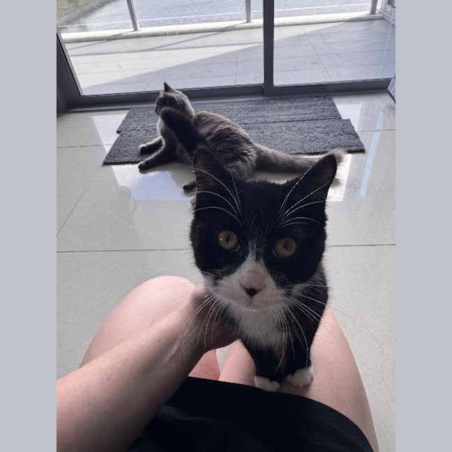 Photo of Oreo