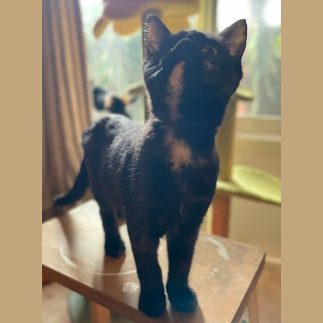 Photo of Guinness ** 2nd Chance Cat Rescue **