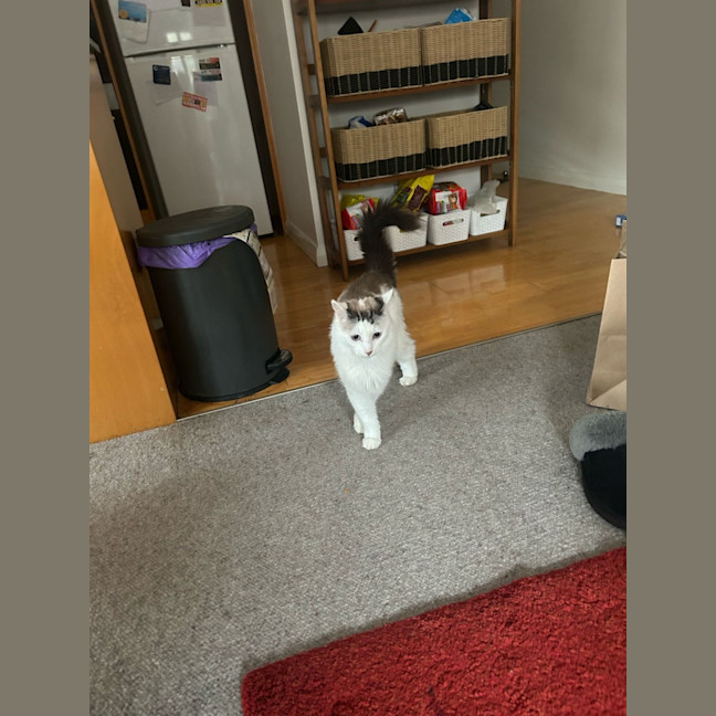 Photo of Star