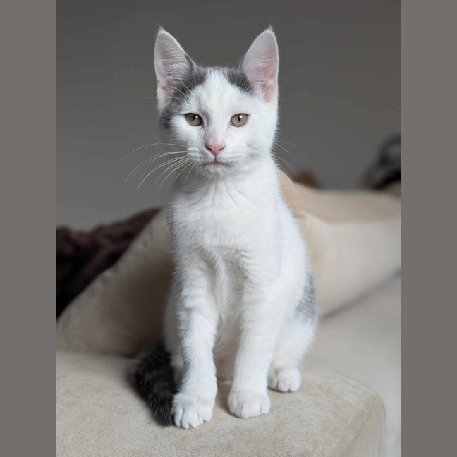 Photo of Tony Soprano   Located In Pascoe Vale South 