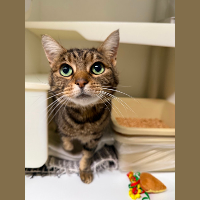 Photo of 🍨 Kitty 6771 🍨