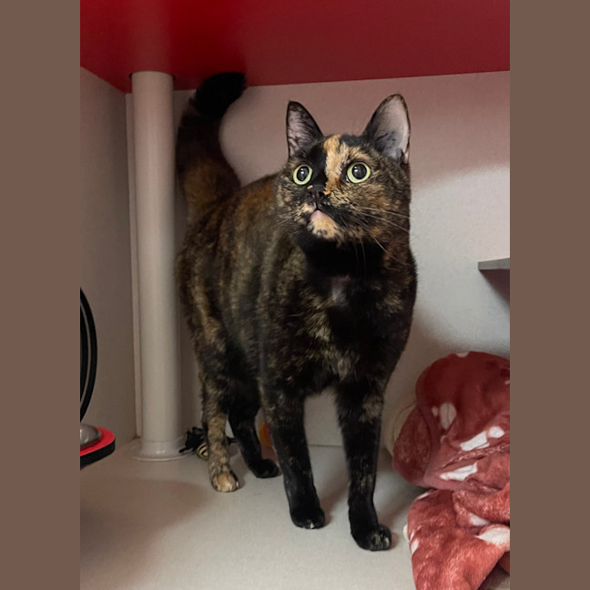 Photo of Gypsy