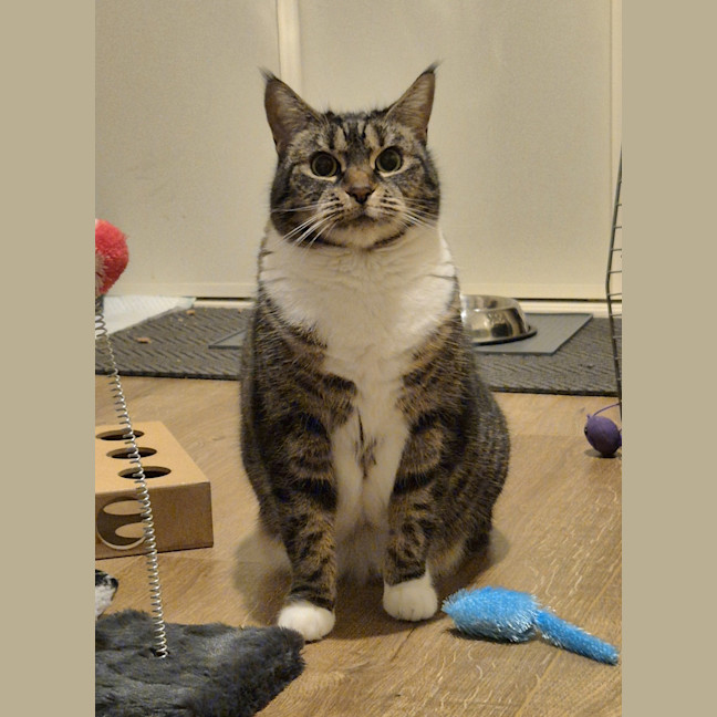 Photo of Luna