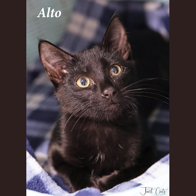 Photo of Alto