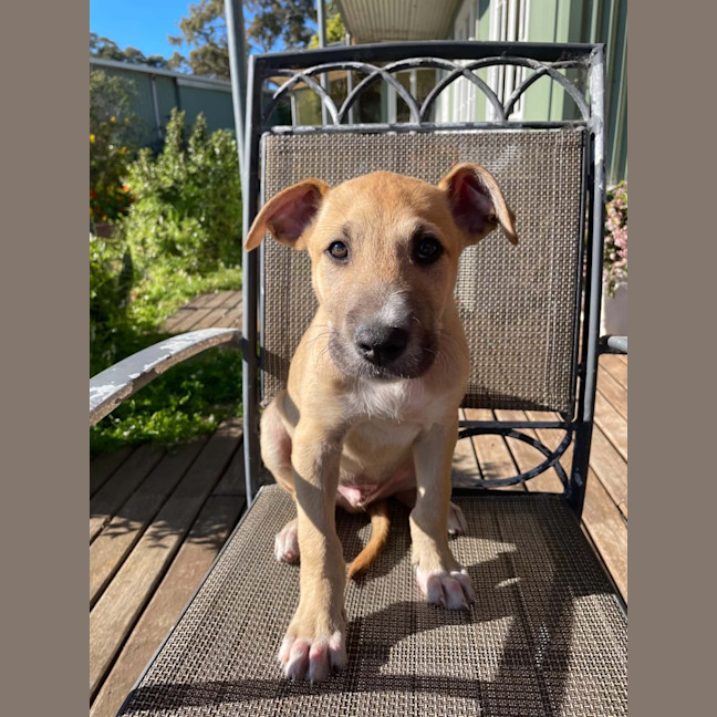 Photo of Alfie