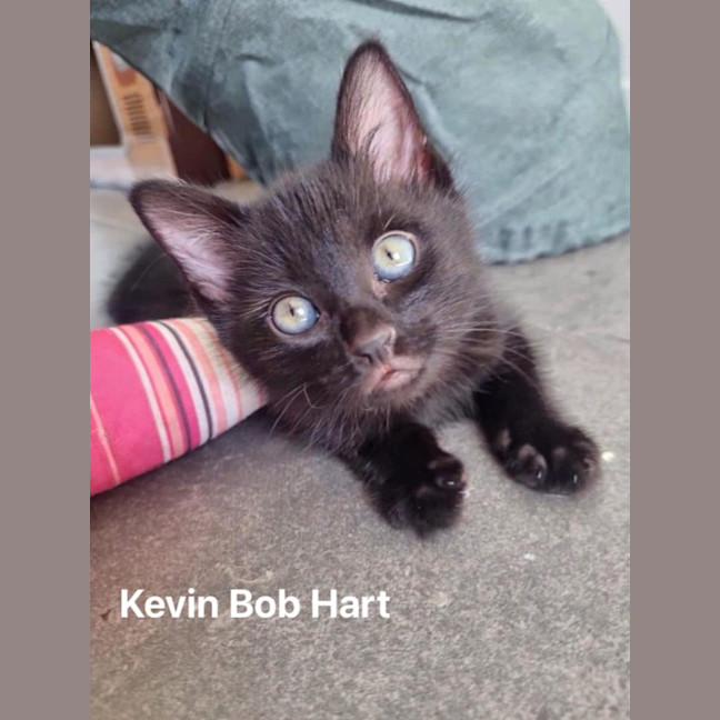 Photo of Kevin Bob Hart