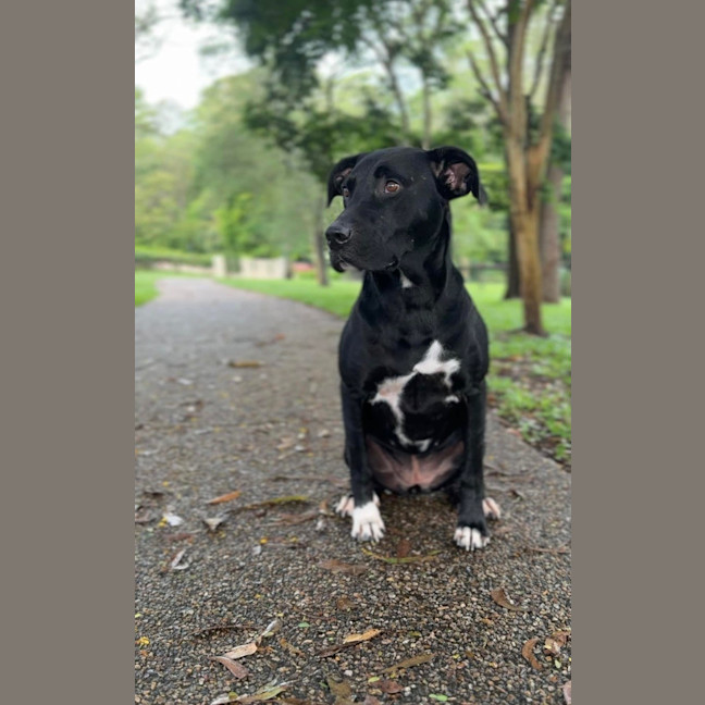 Photo of Tasha *$350 Adoption Fee*