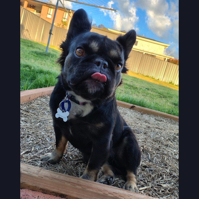 Photo of Gidget   3 Year Old French Bulldog