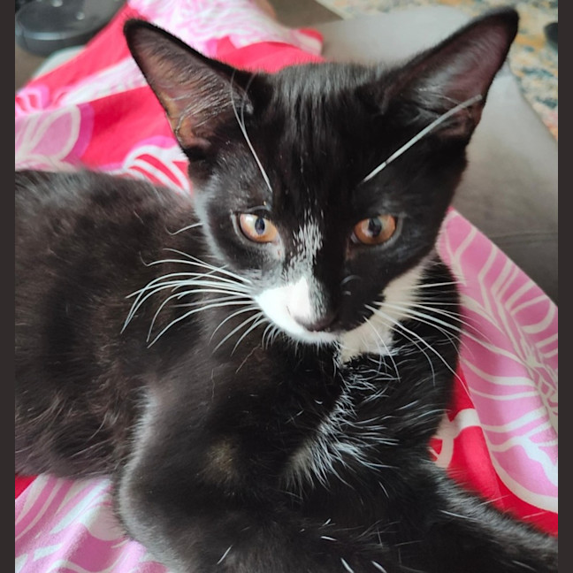 Photo of Chilli   Located In Croydon