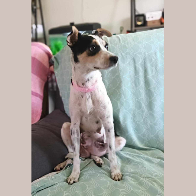 Photo of Miss Pepper And The Peppercorns