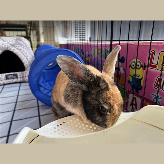 Photo of Hopper Melbourne