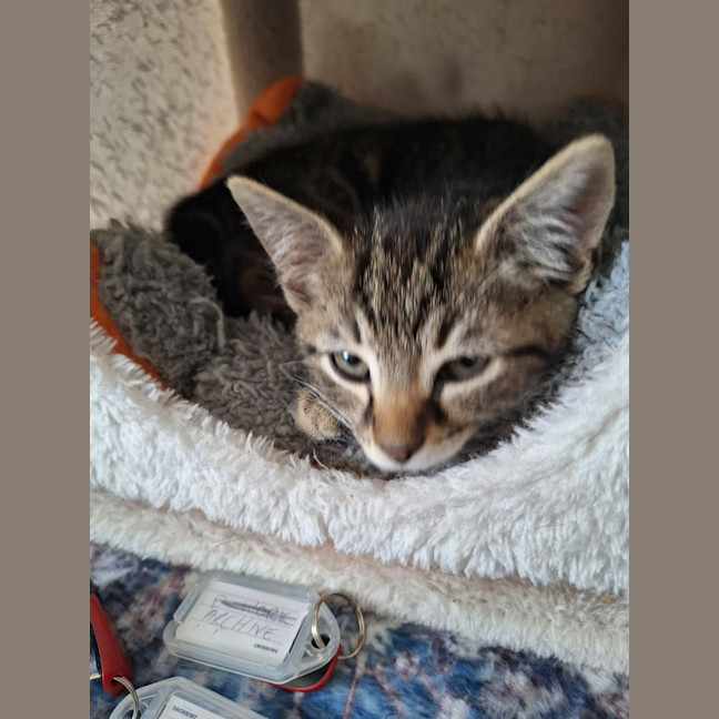 Photo of Willow