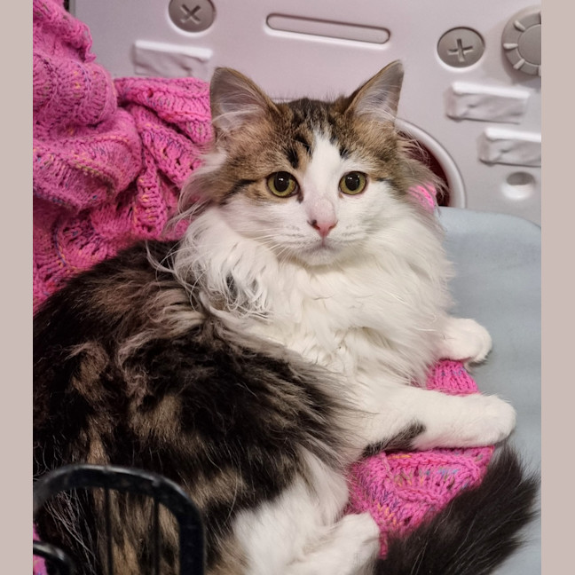 Photo of Nova