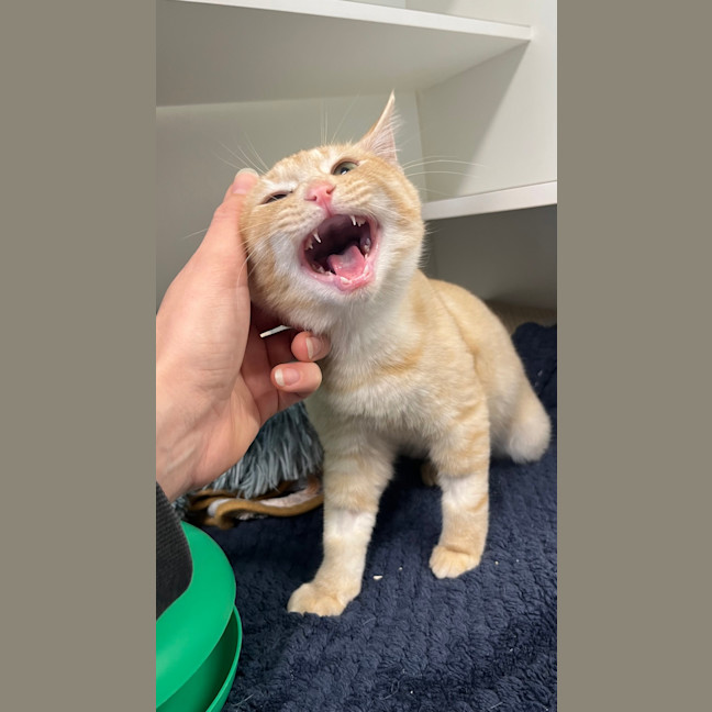 Photo of Cannoli