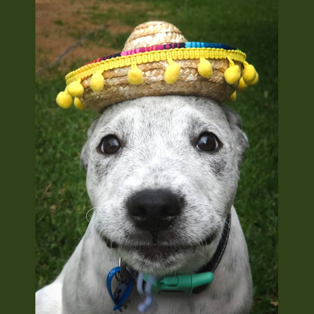 Photo of Burrito