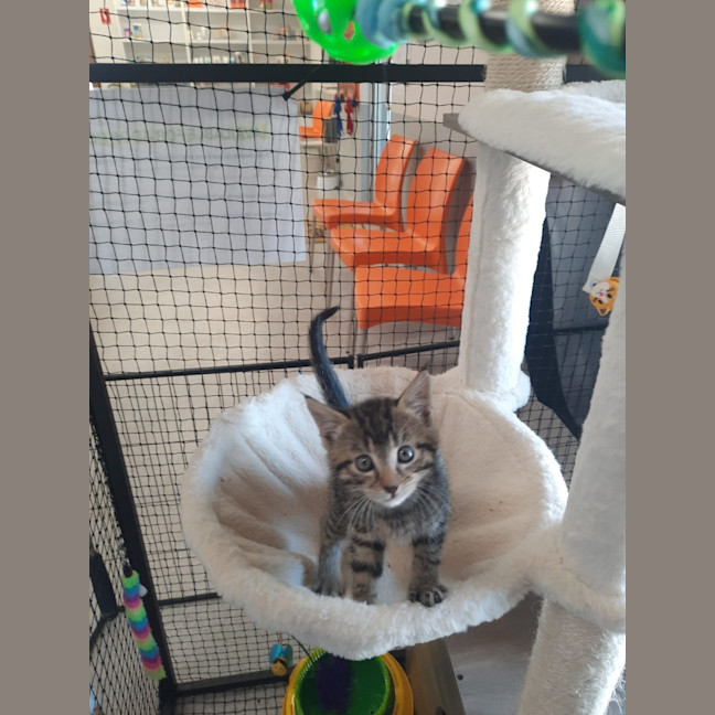 Photo of Zoodle