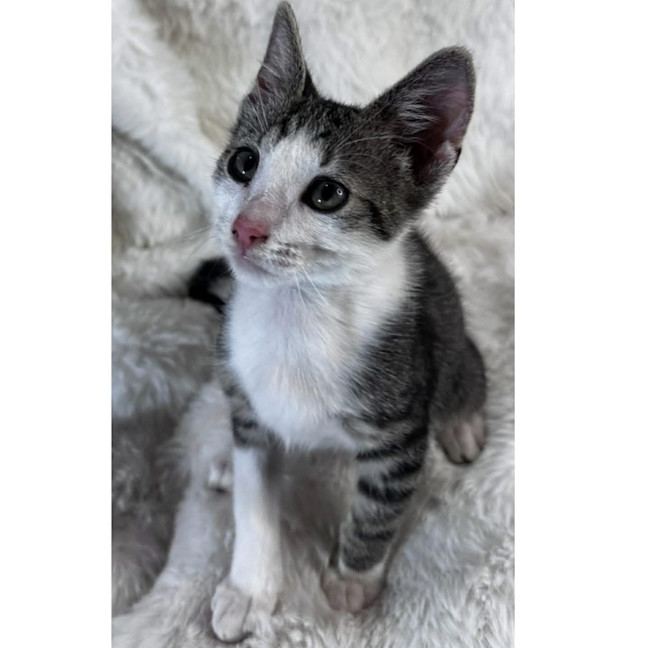 Photo of 13496   Lance