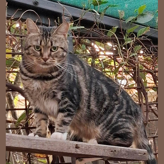 Photo of 12667   Lyric