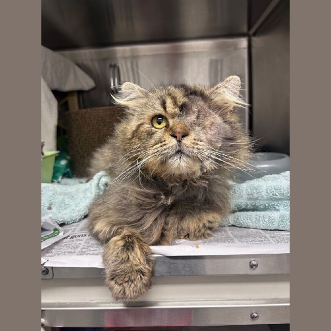 Photo of Simba