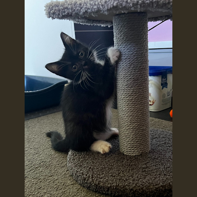Photo of Checkers