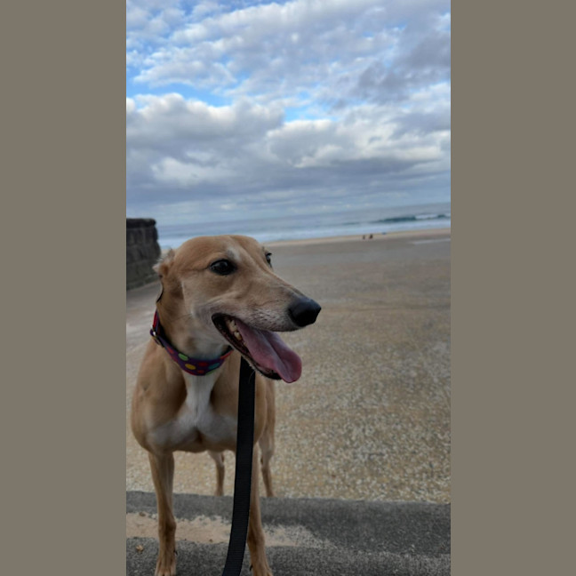 Photo of Willow, The Greyhound
