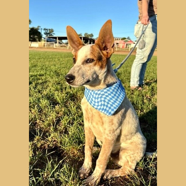 Photo of Darcy