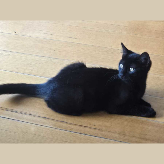 Photo of Kahlua 