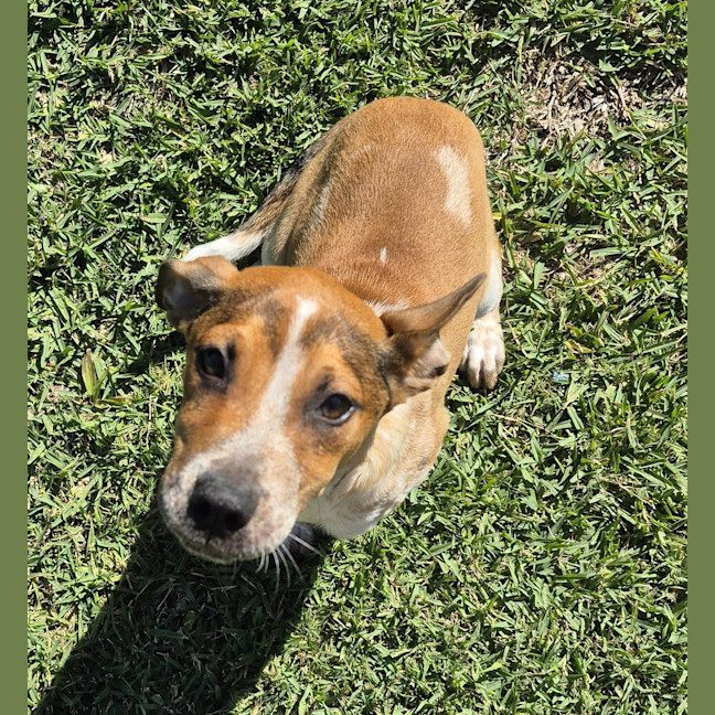 Photo of Dozer