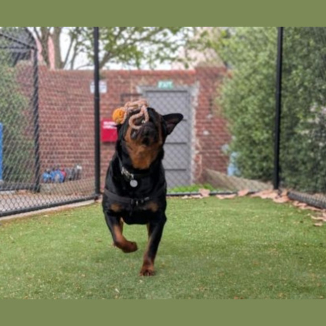 Photo of Jax
