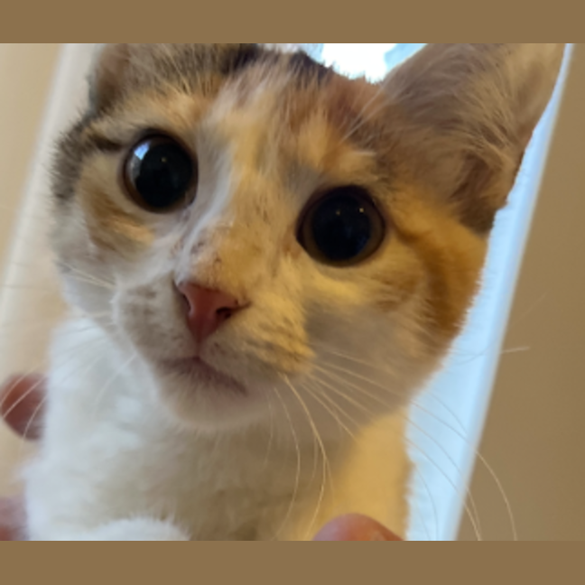 Photo of Bella
