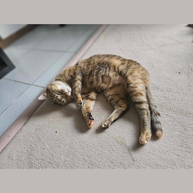 Photo of Willow