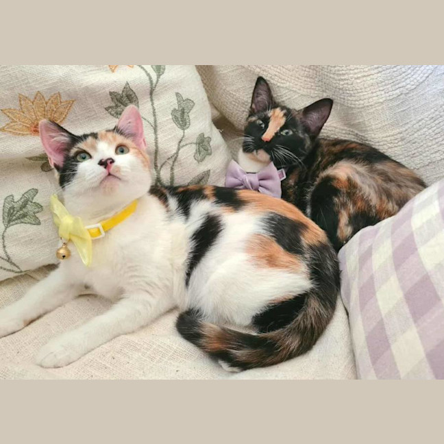 Photo of Phoenix And Helia